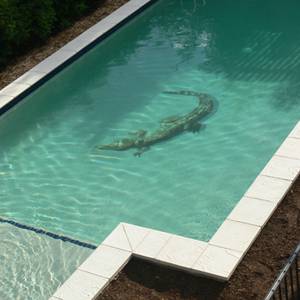 Photos of Tiled Mosaic Pictures Pool Mosaic Murals Photos of Tiled Mosaic Pictures Pool Mosaic Murals